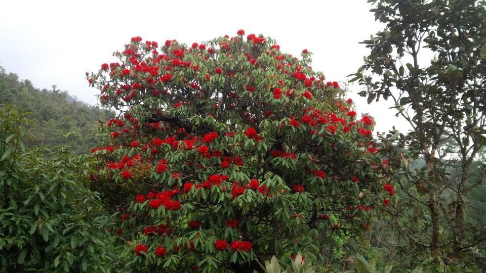 rhodendron forest beyond the monastery