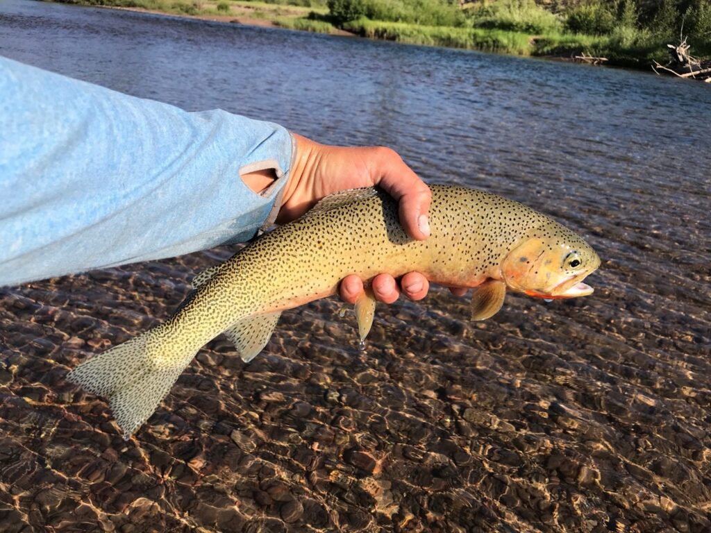 fly fishing cutthroat trout in Middle Fork of the Salmon River in Idaho