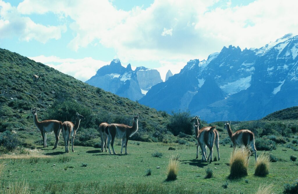 guanacos wildlife in Paine