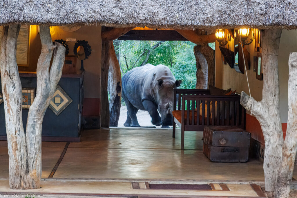 white rhino visiting camelthorn lodge in africa