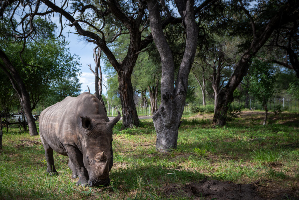 Kusasa one of the white rhino siblings cared for by Imvelo Safari Lodges in Africa