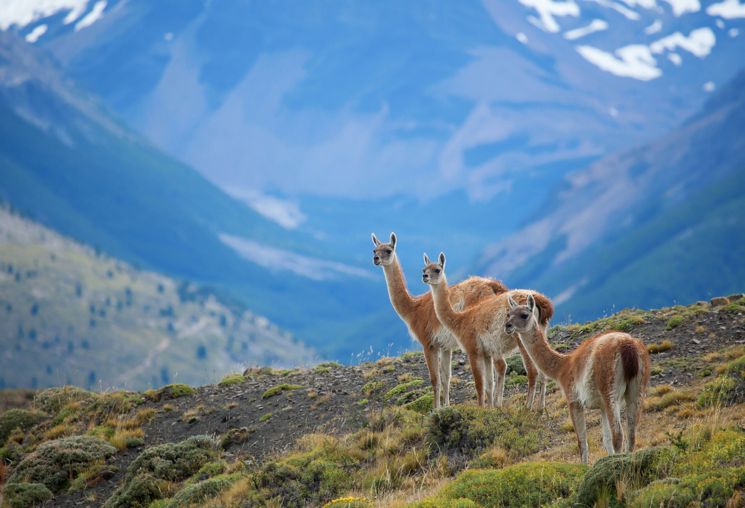 Patagonia, The Towers of Paine