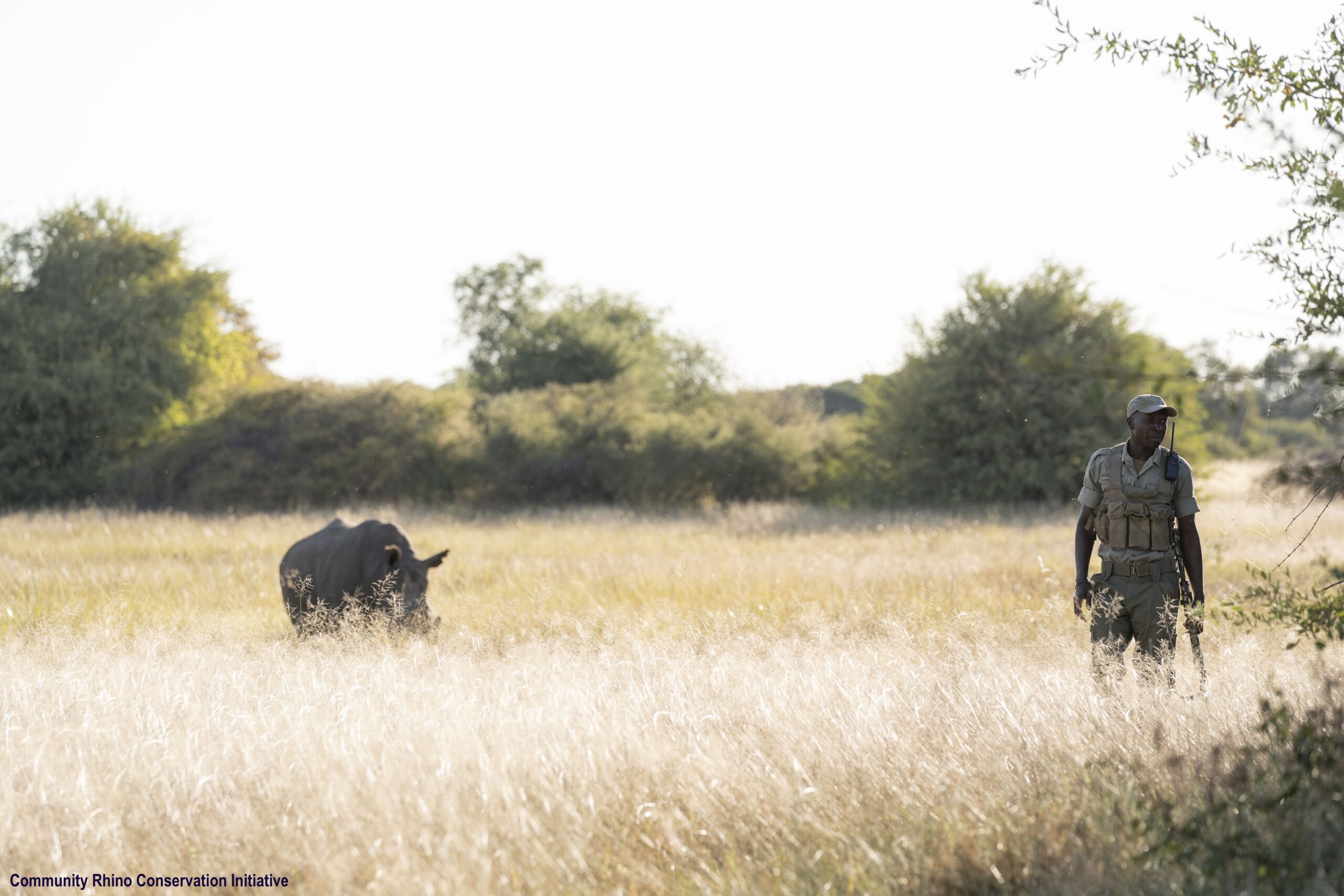 rhino in the safari in africa