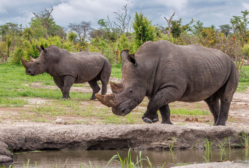 rhinos at sanctuary in africa