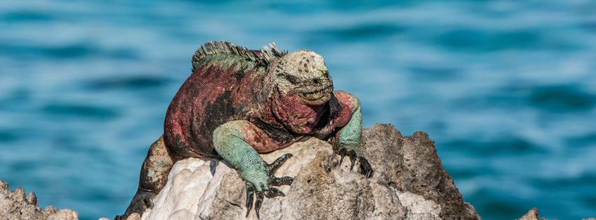 galapagos islands - iguana sightings
