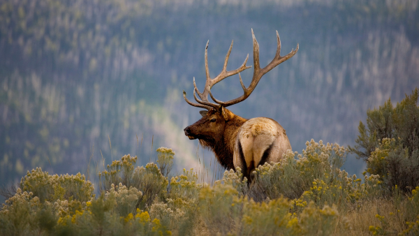 mt sobek yellowstone wildlife in national parks